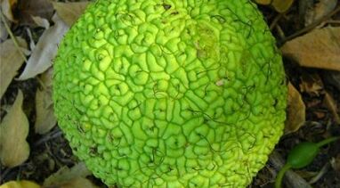 infusion recipes for treating varicose veins