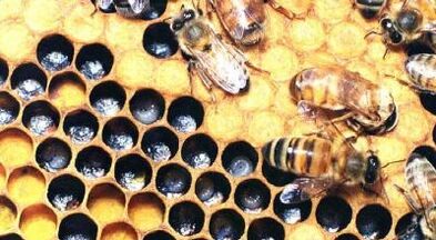 treatment of varicose veins with beekeeping products