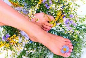 Medicinal herbs are effective in the early stages of varicose veins